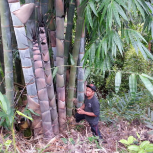 Alternative view of EB01 – Dendrocalamus Giganteus 5452222