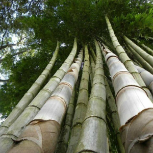 EB01 – Dendrocalamus Giganteus 5452222