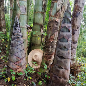 EB01 – Dendrocalamus Giganteus