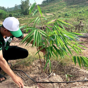 EB01 – Dendrocalamus Giganteus 4