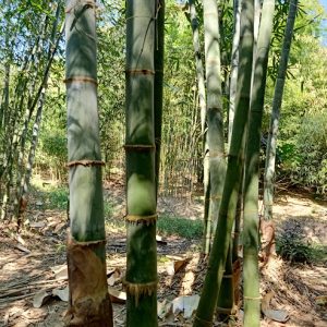 EB01 – Dendrocalamus Giganteus 445